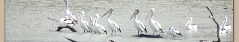 pelicans near the border cliffs river retreat
